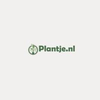 Plantje NL